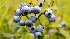 Blåbär - Juthamas