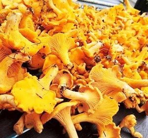 Gula Kantareller - Juthamas