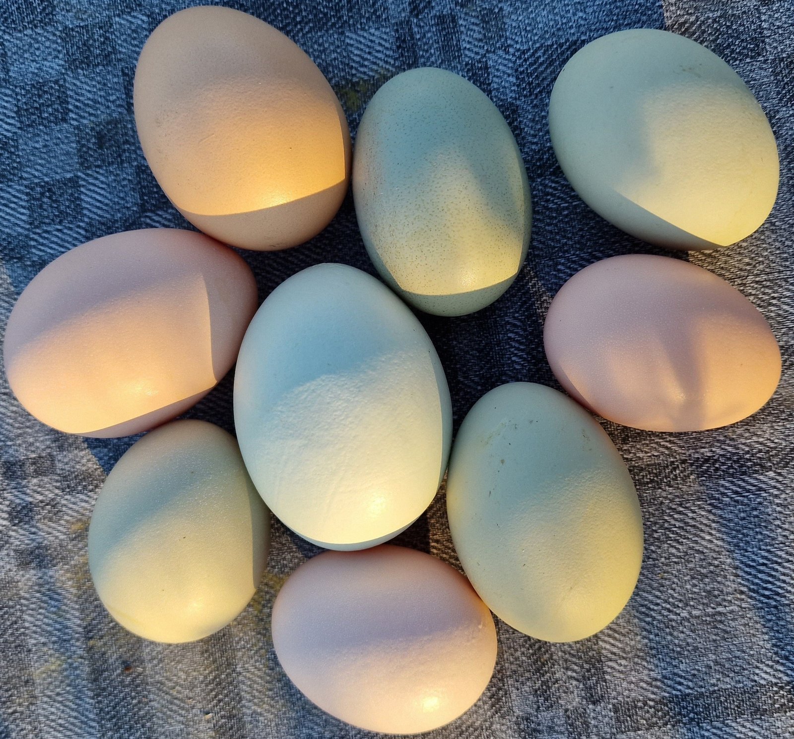 Ägg - Blisterlidens Lantbruk