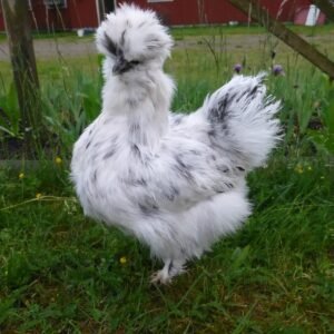 Silkeshönsägg (ca 35-45g) - Blisterlidens Lantbruk