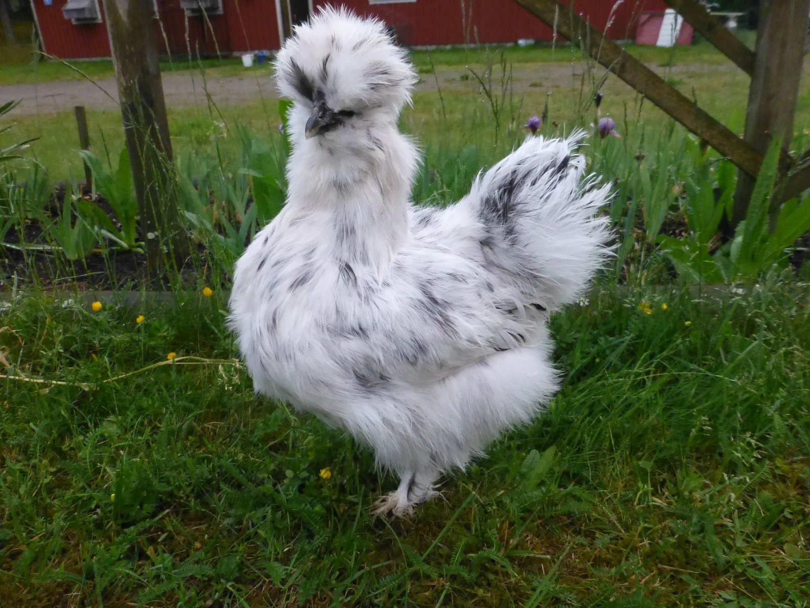 Silkeshönsägg (ca 35-45g) - Blisterlidens Lantbruk