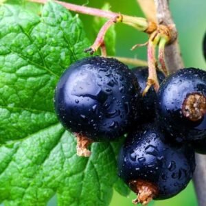 Svarta Vinbär - Blisterlidens Lantbruk